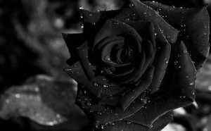 Giải mã giấc mơ thấy hoa hồng đen